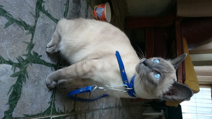 cat