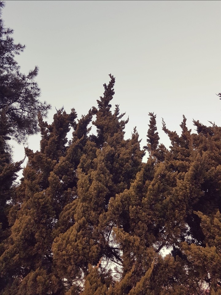 tree