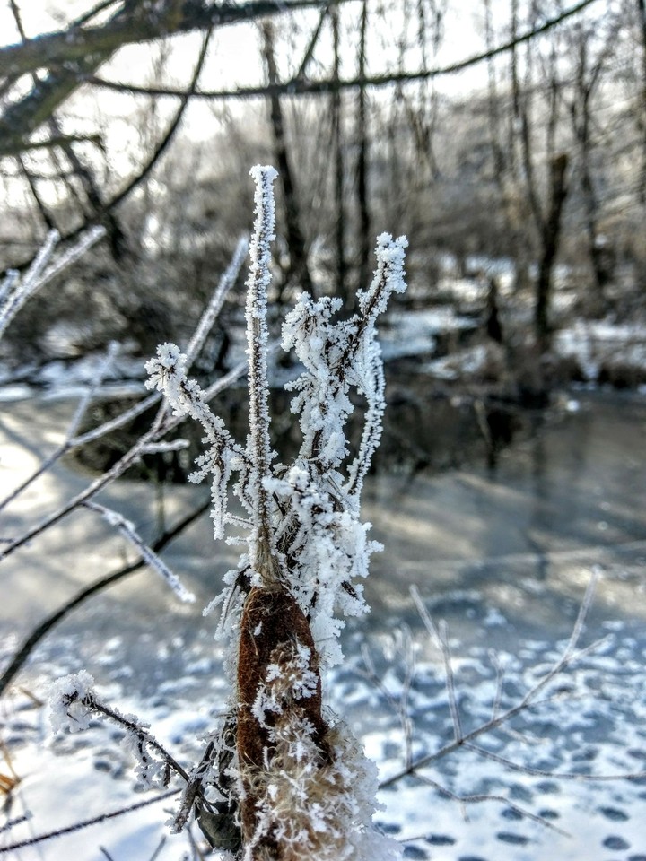 frozen
