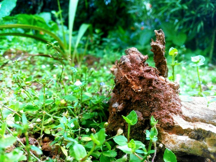 nature