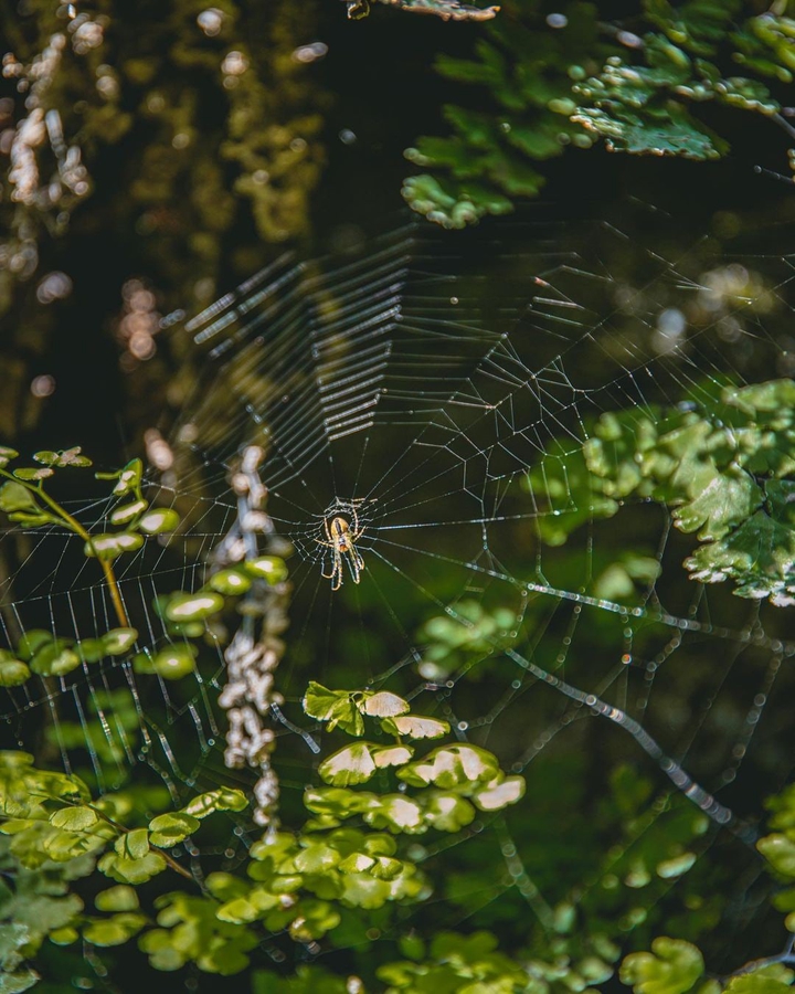 spider