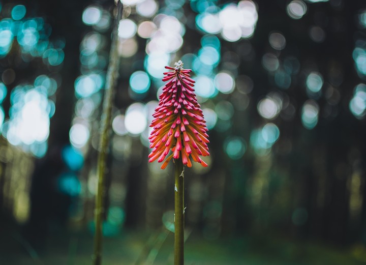 plant