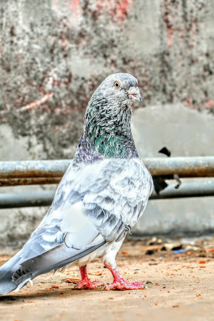 Pigeon