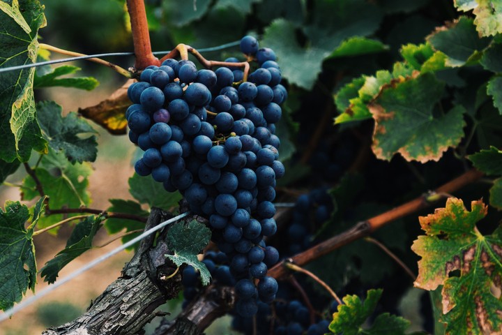 Black Grapes