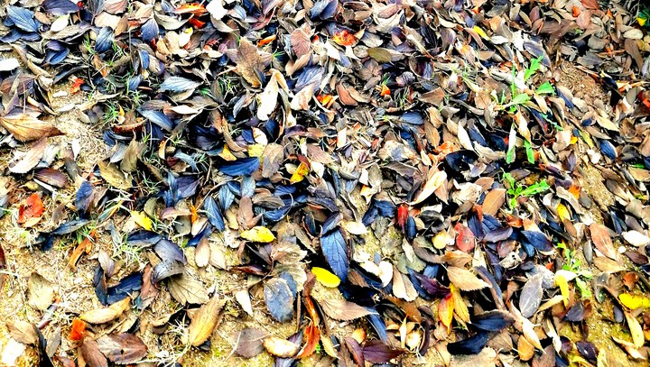 leaves
