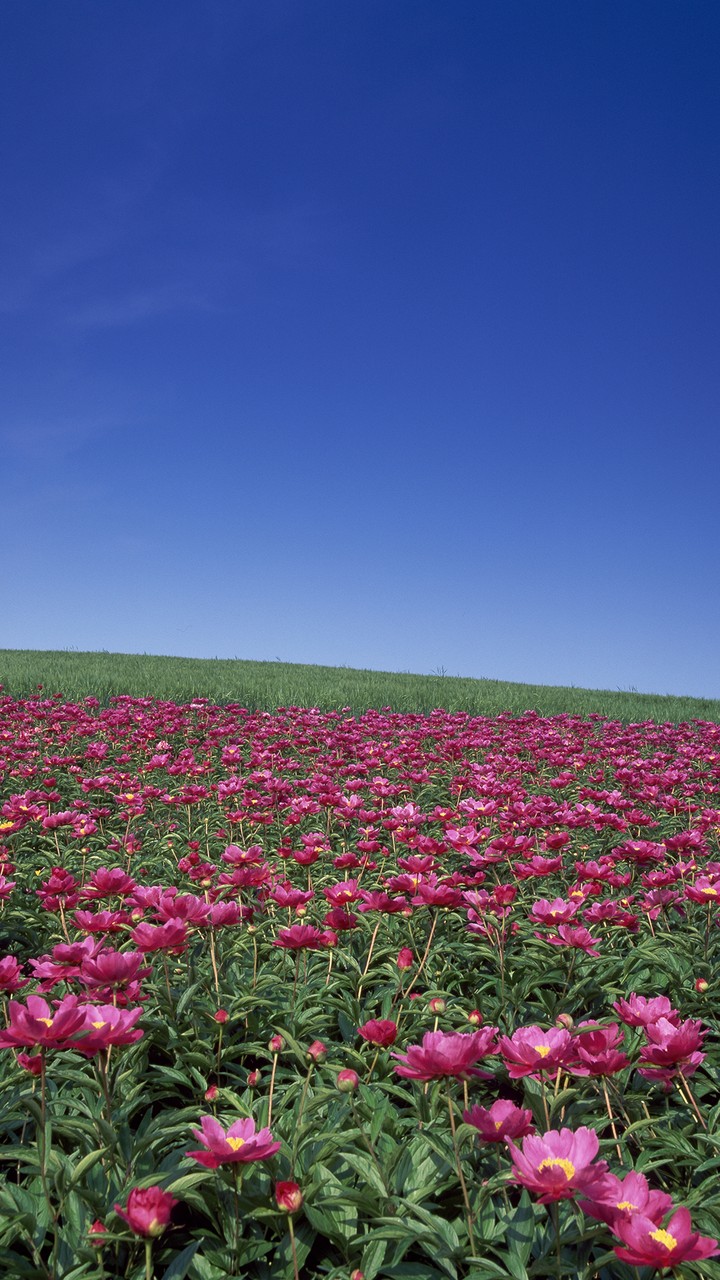 Flower Field