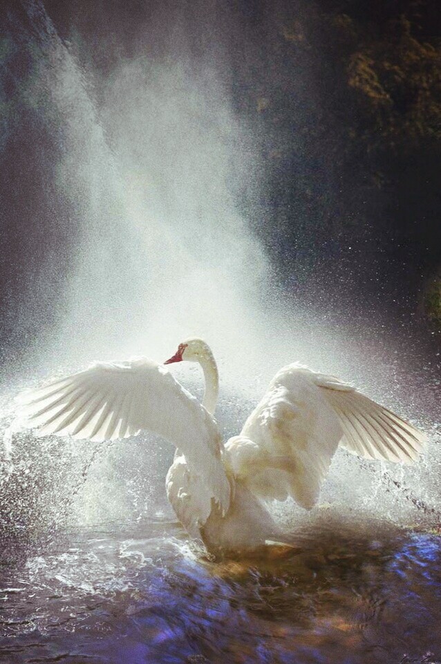 swan dance