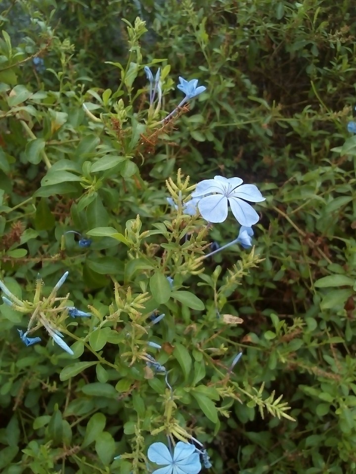 blue flower