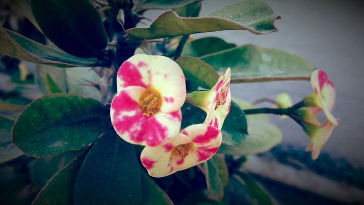 Pinky-White Flower