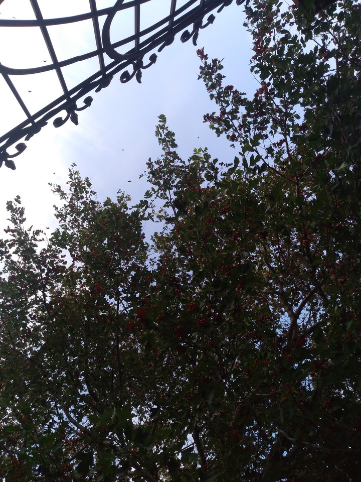 tree