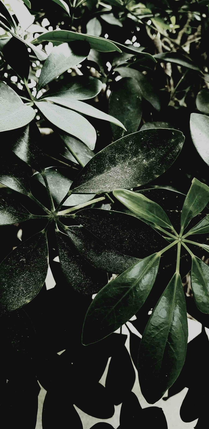 Leaves