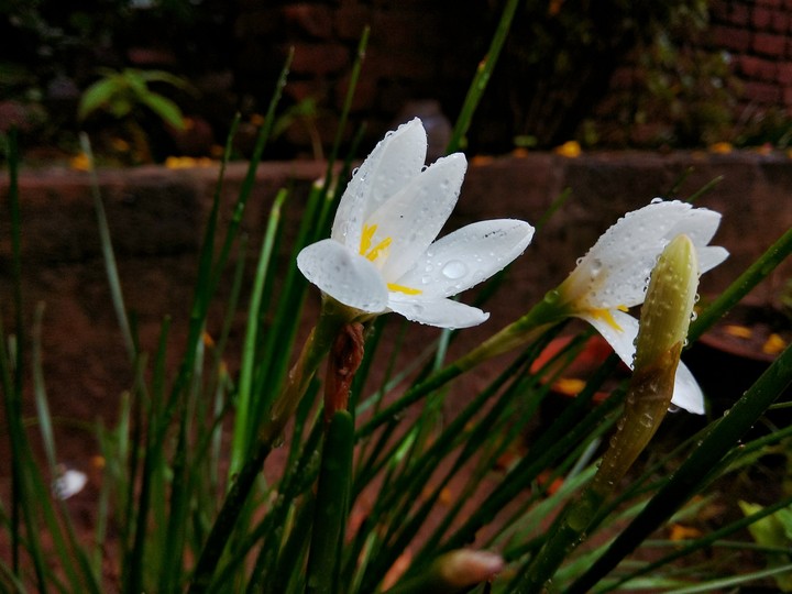 After falling rain