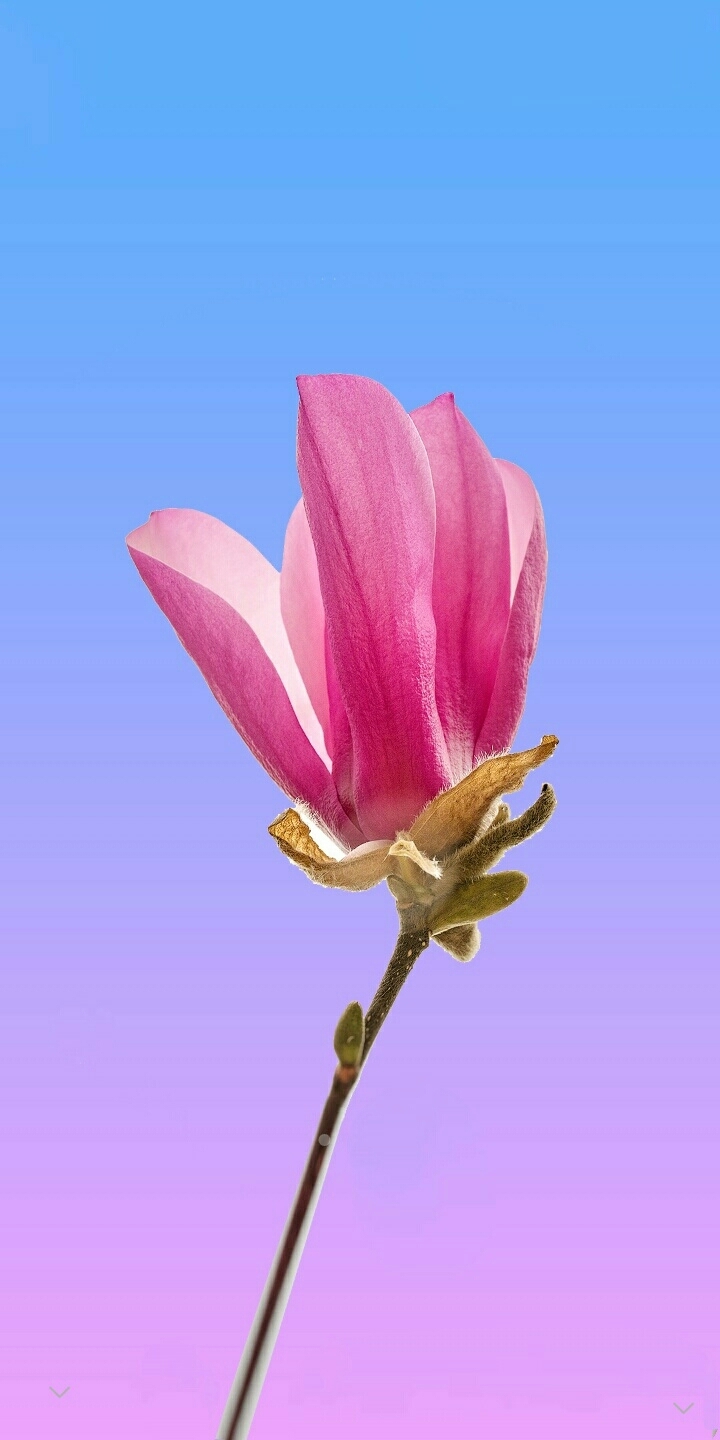nice flower