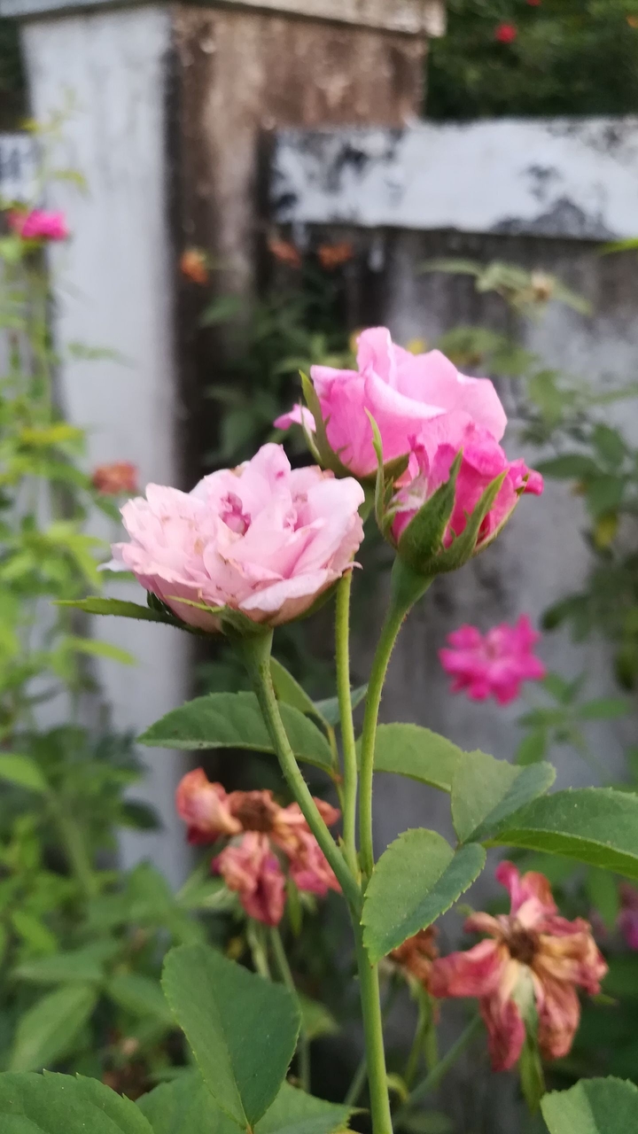 Pink Rose
