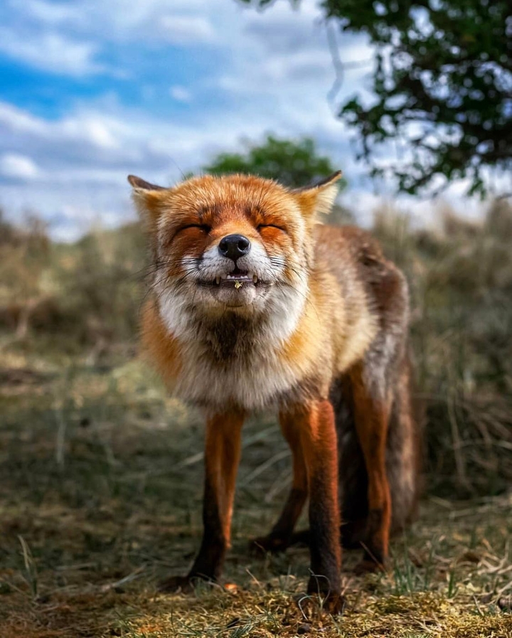 Fox