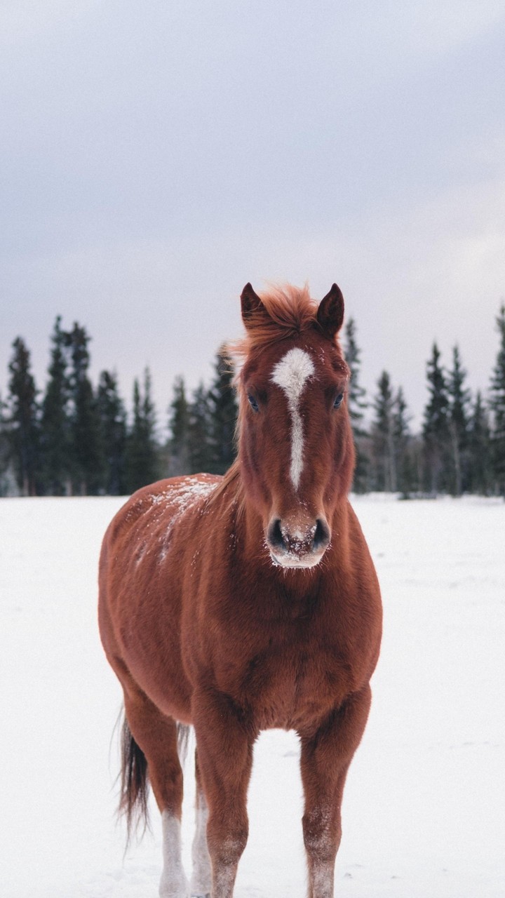 Animal Background