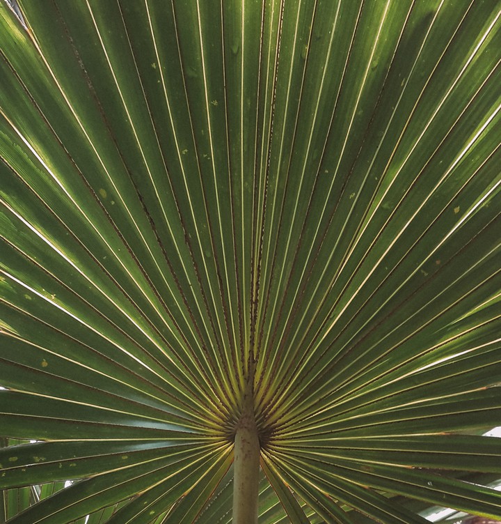 пальма/palm