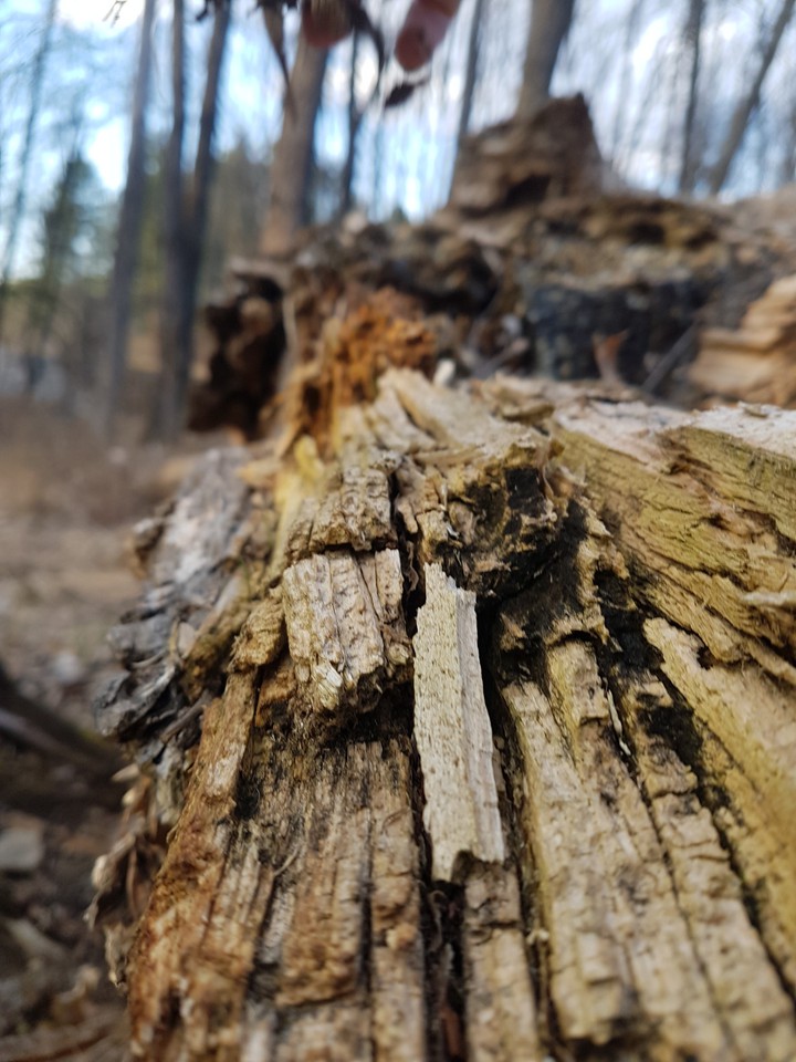 the tree