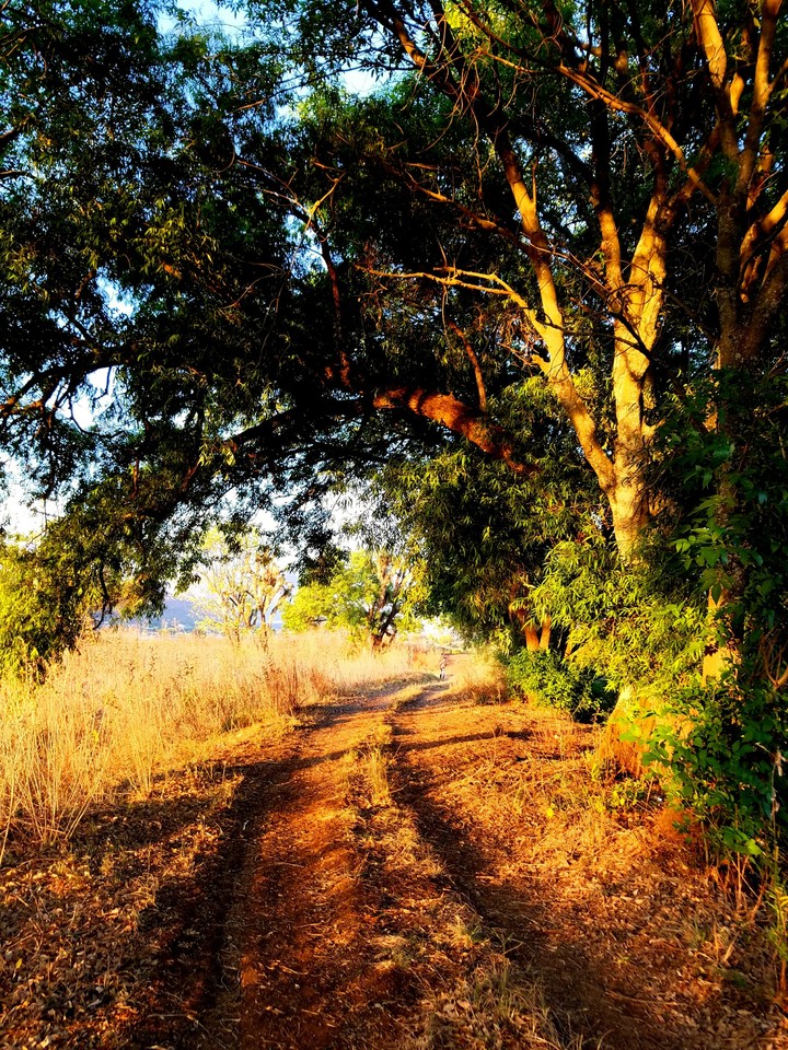 arboles