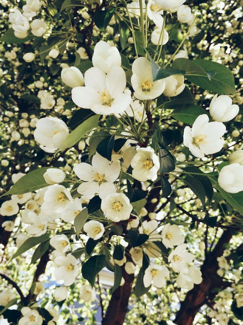 tree, flower वॉलपेपर
