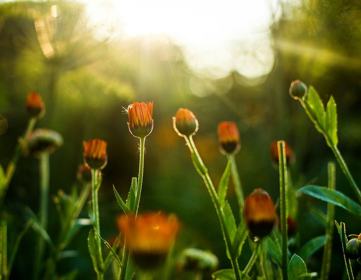 Sunkiss