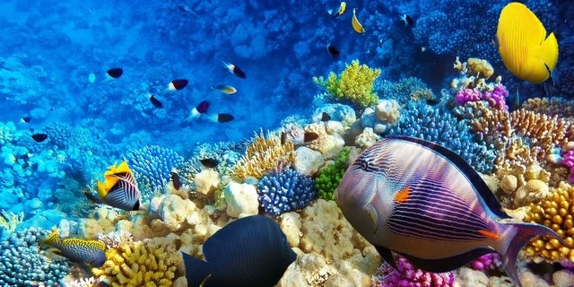 derawan eco sea world