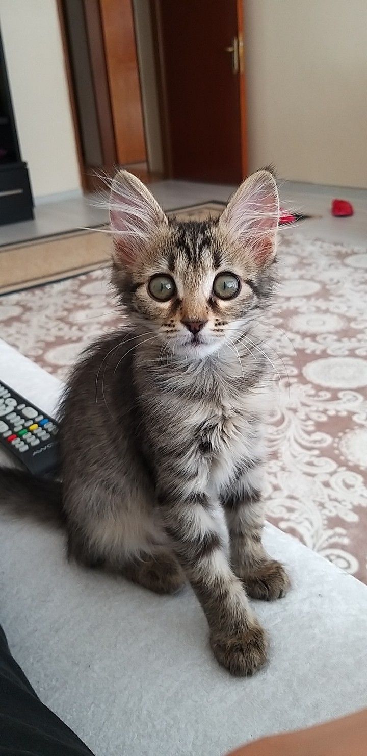Little Friend