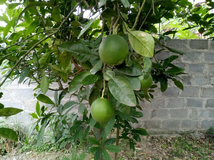 hoa quả