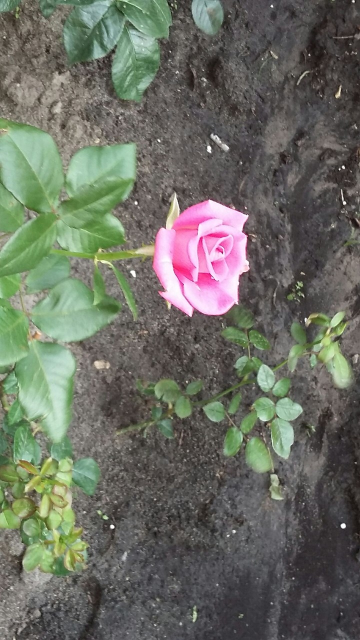 flower