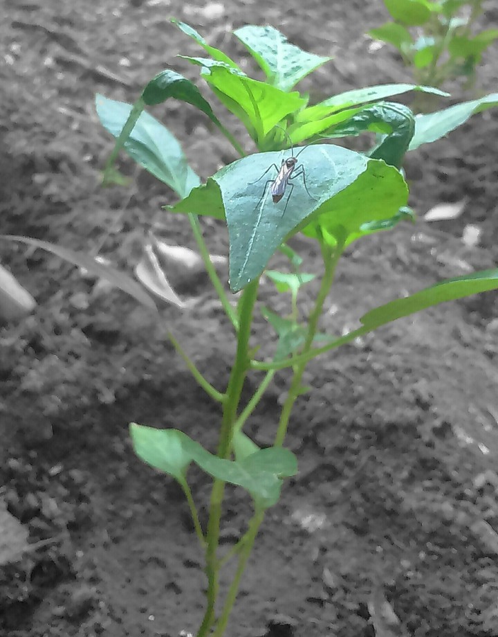 Morning Green