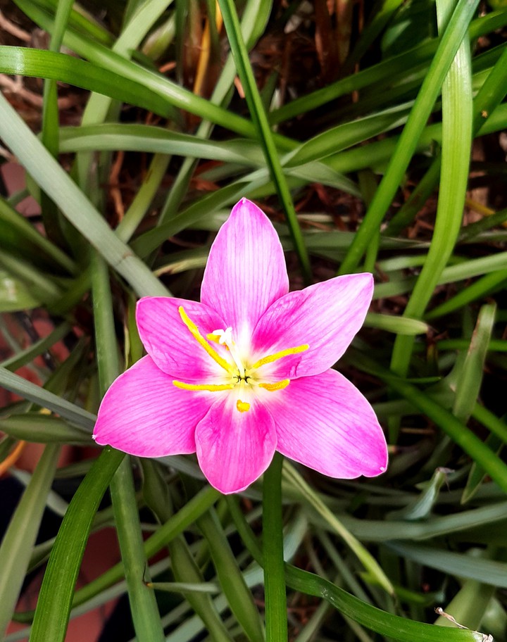 Flor