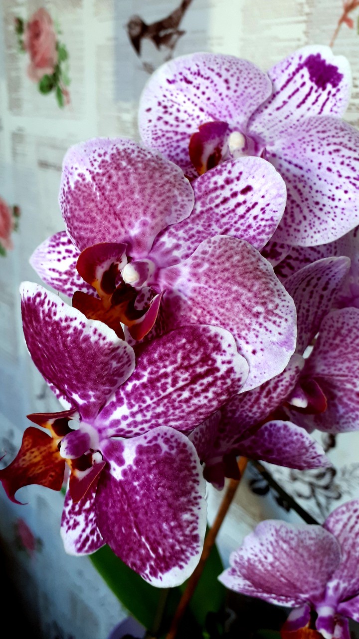 Purple orchid