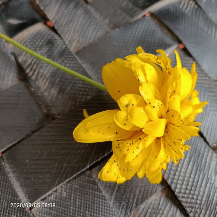 #yellow