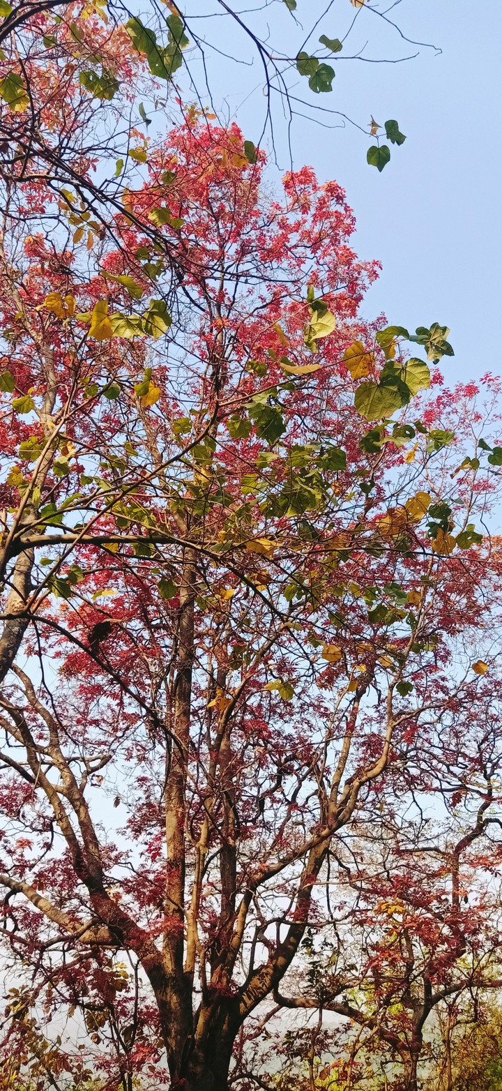 Spring