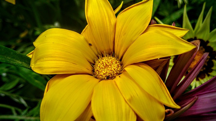 flower
