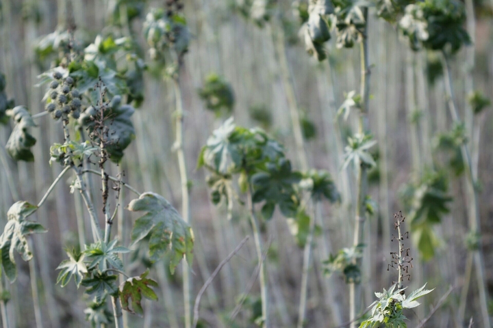 GREENY_BLURRED_FIELD
