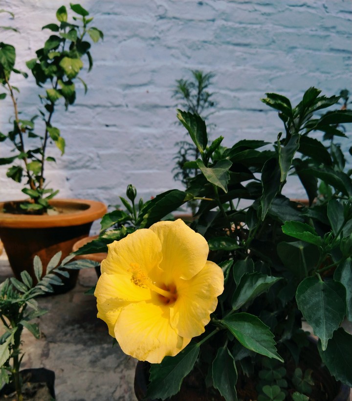 yellow yellow