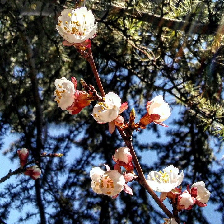spring~
