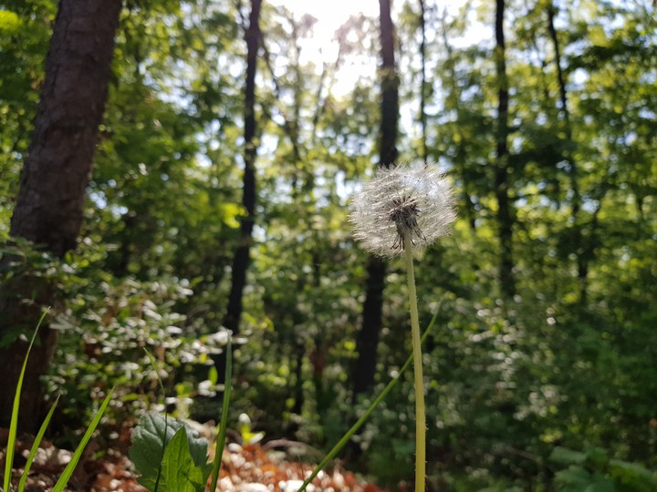 dandelion