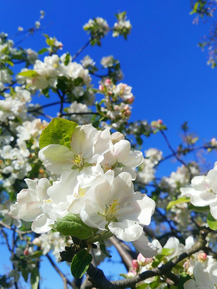 Spring