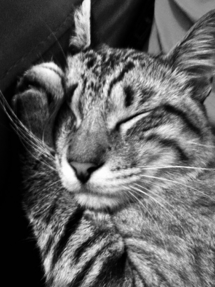 Gato
