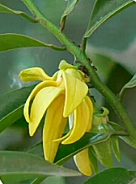 sampangi flower