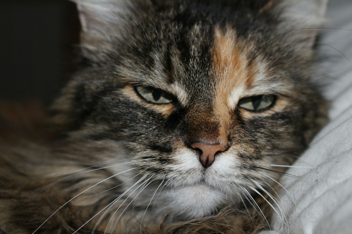 Lusi