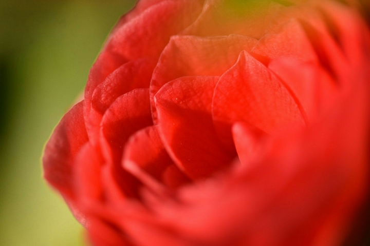 Rote Blume
