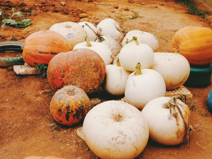 Giant pumpkin