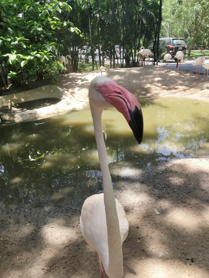 flamingo