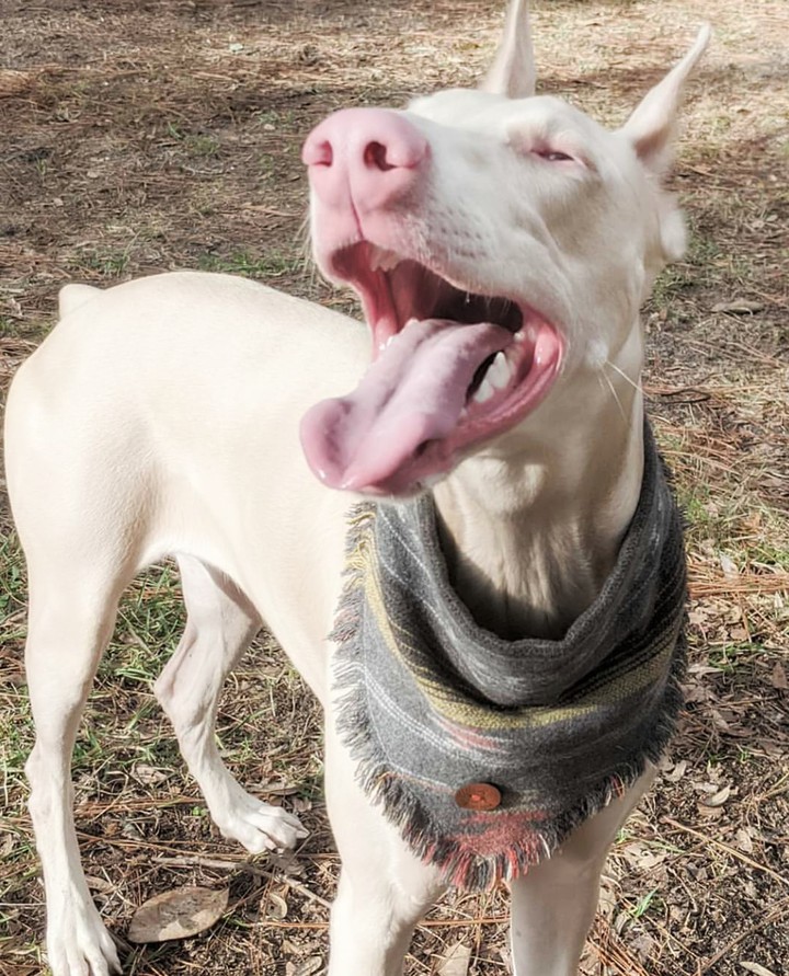 dog