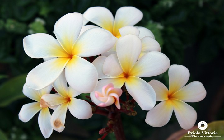 Pomelia bianca