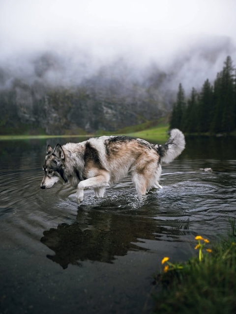 Dog