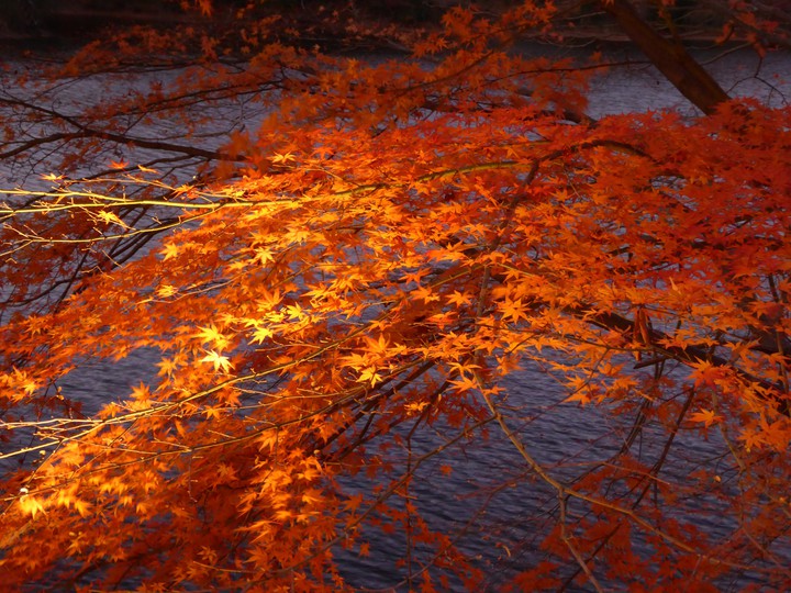 紅葉と湖